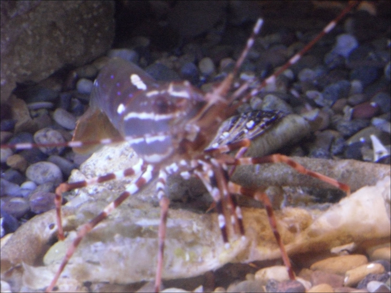 Newport, OR- Oregon Coast Aquarium-shrimp